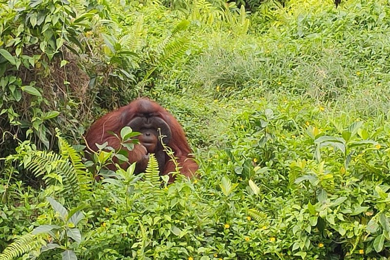 Berpetualang ke “sekolah” orangutan di sudut Kalimantan Timur